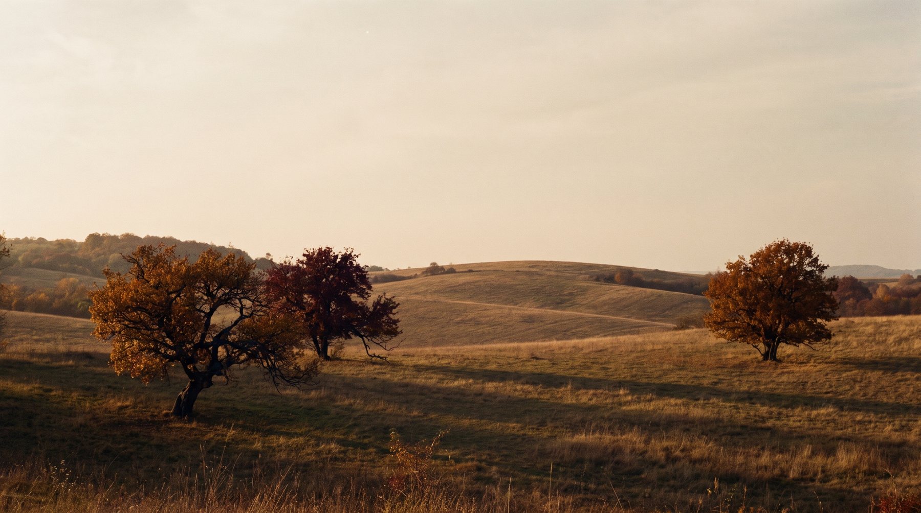 Rolling autumn hills at golden hour, trees turning amber and burgundy